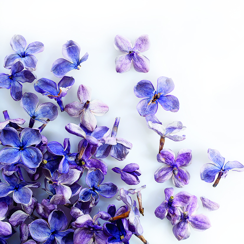 088205 PCB FLEURS DE LILAS LYOPHILISÉES 2GR