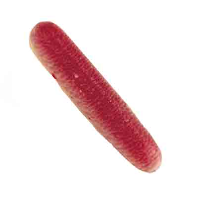 1012821 BLOEDPATRONEN L8CM 18ST