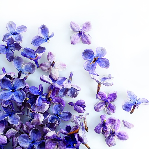 [08058135] 088205 PCB FLEURS DE LILAS LYOPHILISÉES 2GR
