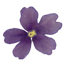 [08056547] 050295 PCB FLEURS COMESTIBLES SÉCHÉES DE VERVEINE BLEUE 50PCES ***S/CD***