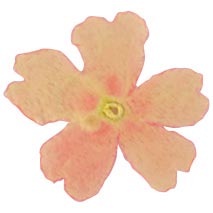 [08056549] 050297 PCB EDIBLE DRIED PINK VERBENA FLOWERS 50 PCES ***S/CD***