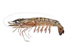 [06100994] ❄️SEACON WHOLE PRAWNS 13-15 1KG 80% XL (NET 0.8KG) PANAEUS MONODON